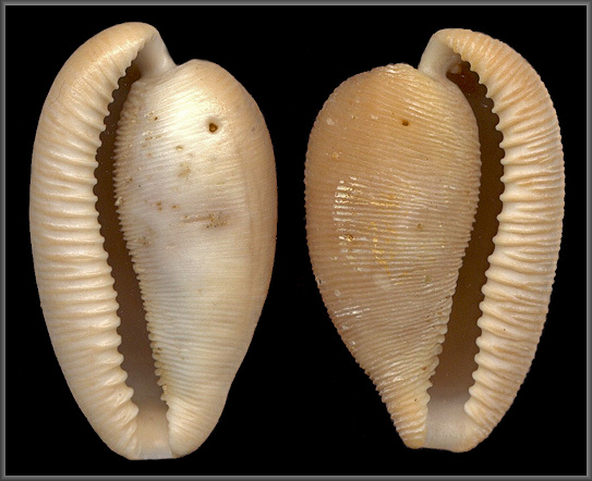 Sinistral Cypraeovula capensis (Gray, 1825)