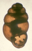Vertigo pygmaea (Draparnaud, 1801)
