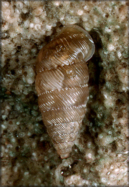 Microceramus pontificus (Gould, 1848) Pontiff Urocoptid