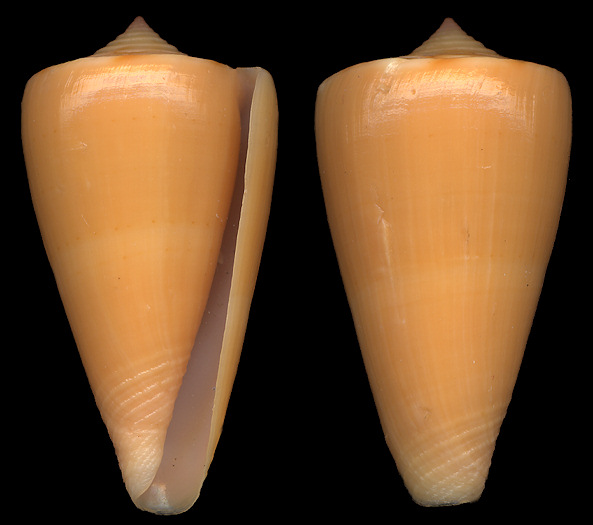 Conus daucus Hwass, 1792 Carrot Cone