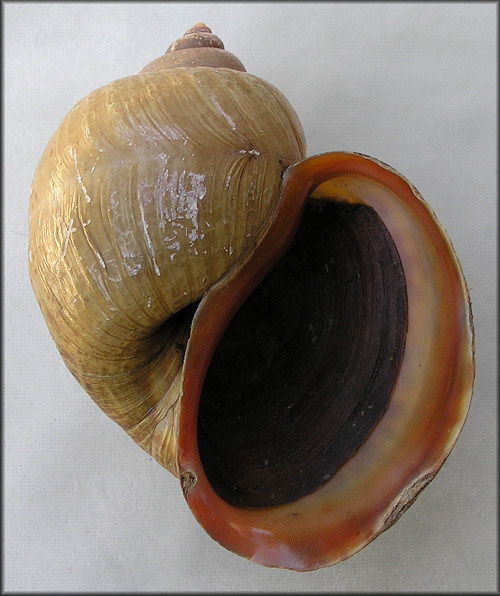 Pomacea haustrum (Reeve, 1856) Titan Applesnail