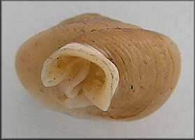 Daedalochila uvulifera striata Pilsbry, 1940
