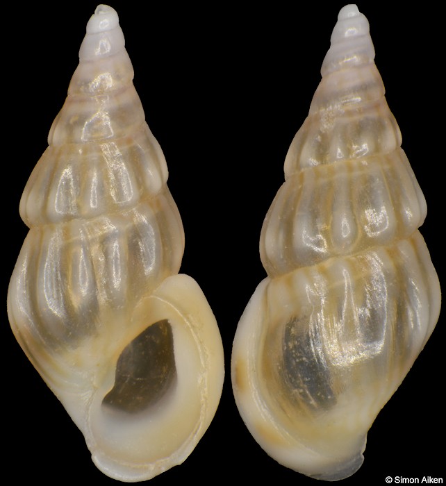 Rissoa membranacea (J. Adams, 1800)
