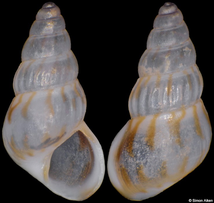 Pusillina radiata (Philippi, 1836)