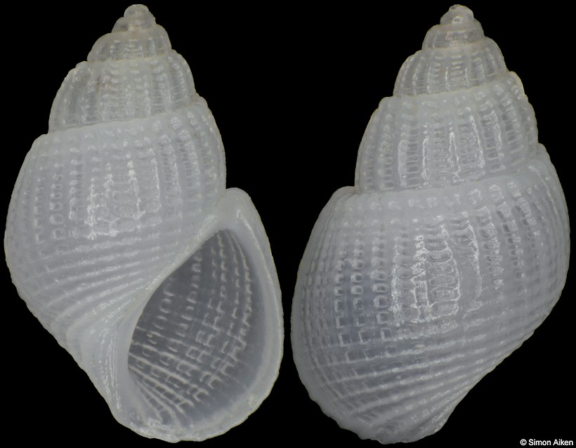 Alvania lactea (Michaud, 1830)