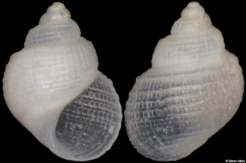 Alvania carinata (da Costa, 1778)