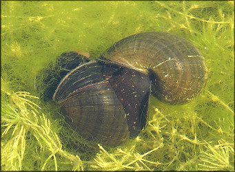 Pomacea paludosa At The Lake Mating (4/14/2006) [Male On The Right]