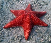 Oreaster reticulatus Cushion Sea Star With Six Arms