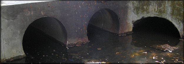Lake outflow culvert on Hernando Road where the egg clutches/Pomacea shells were found