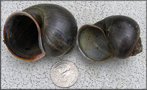 Two Of The Larger Pomacea paludosa Shells Found In The Outflow Ditch (2/25/2006)