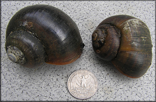 Two Of The Larger Pomacea paludosa Shells Found In The Outflow Ditch (2/25/2006)