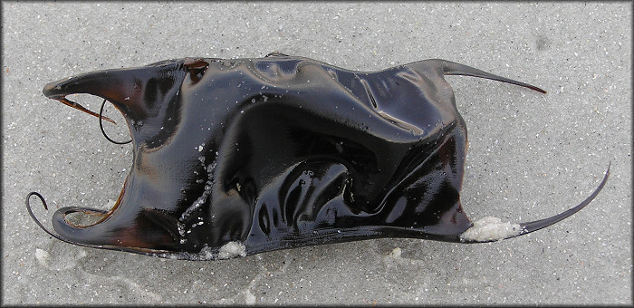 A mermaid's purse, an egg case for a ray, is found washed on the shore near  the boardwalk in Virginia Beach, Virginia, United States Stock Photo - Alamy