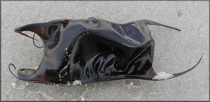 Skate Egg Case Mermaids Purse 