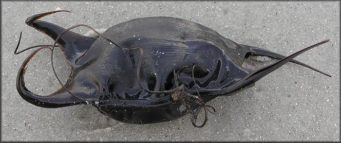 Skate Egg Case Mermaids Purse 