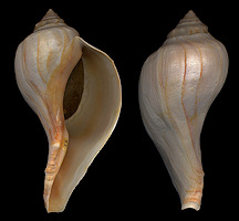 Busycon carica (Gmelin, 1791) Smooth Shouldered