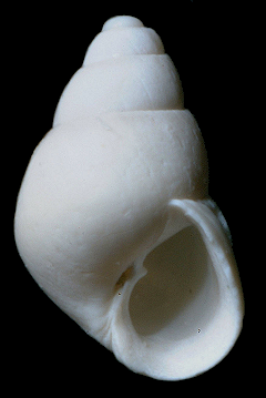 Odostomia acutidens Dall, 1884 Sharp-tooth Odostome