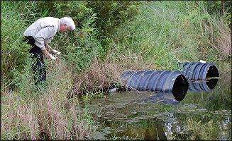 Harry Lee searches for live Pomacea maculata