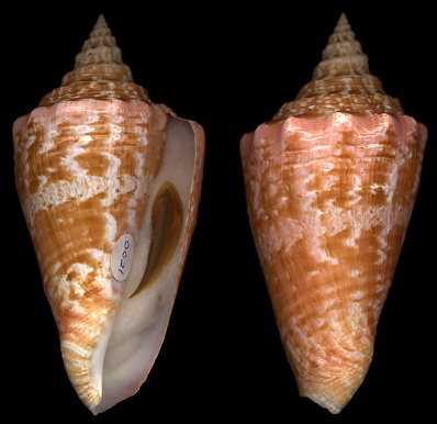 Lobatus costatus (Gmelin, 1791) Milk Conch Juvenile