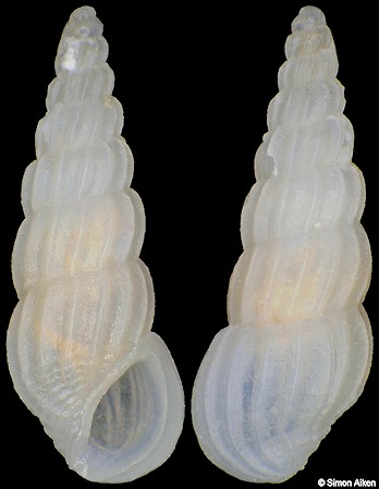 Rissoina sp. aff. spiralis Souverbie, 1866