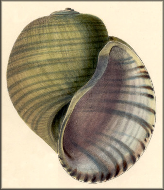 Pomacea gigas (Spix, 1827)