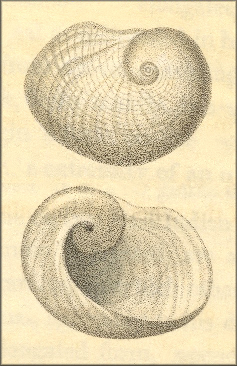 Sinum perspectivum (Say, 1831) White Baby Ear Type Figure