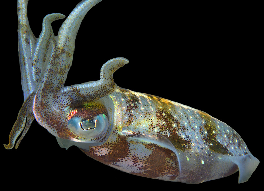 Sepioteuthis sepioidea (de Blainville, 1823) "Caribbean Reef Squid"