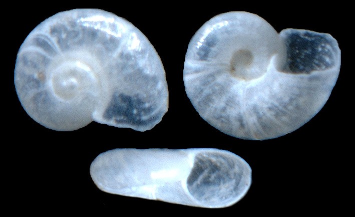 Cochliolepis planispiralis Rubio, Fernndez-Garcs, and Roln, 2011