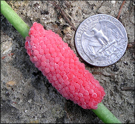 Pomacea egg clutch collected on the lake shoreline 7/14/2007