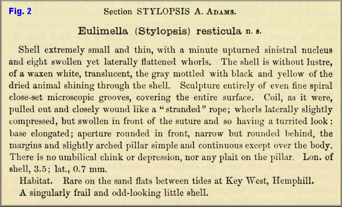 Eulimella (Stylopsis) resticula