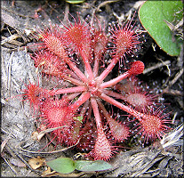 Pink Sundew [Drosera capillaris]