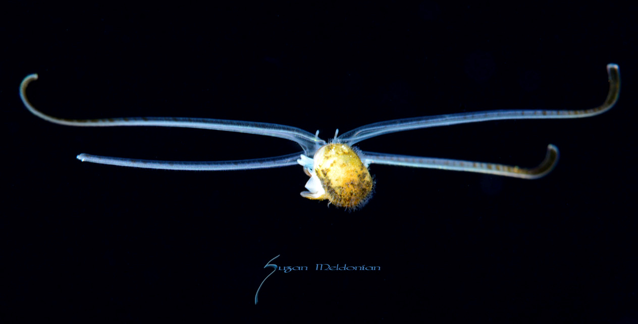 Unidentified Mollusk Veliger (possible member of the Atlantidae) 