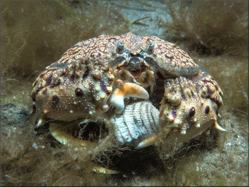 Chione elevata (Say, 1822) being devoured by a Calappa flammea (Herbst, 1794) Flamed Box Crab