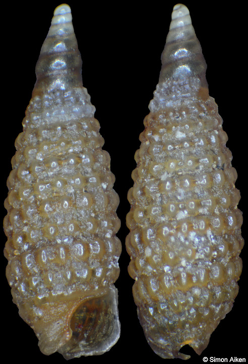 Synthopsis prima Cecalupo and Perugia, 2012
