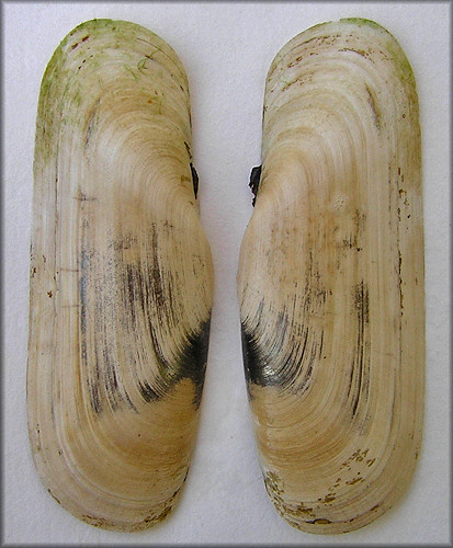 Tagelus plebeius (John Lightfoot, 1786) Stout Tagelus