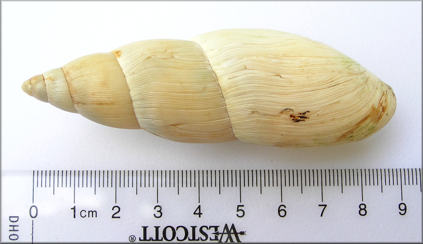 Euglandina rosea (Frussac, 1821) Rosy Wolfsnail - Very Large Specimen