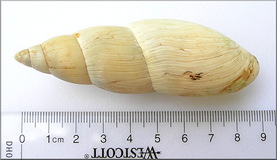Euglandina rosea (Frussac, 1821) Rosy Wolfsnail - Very Large Specimen