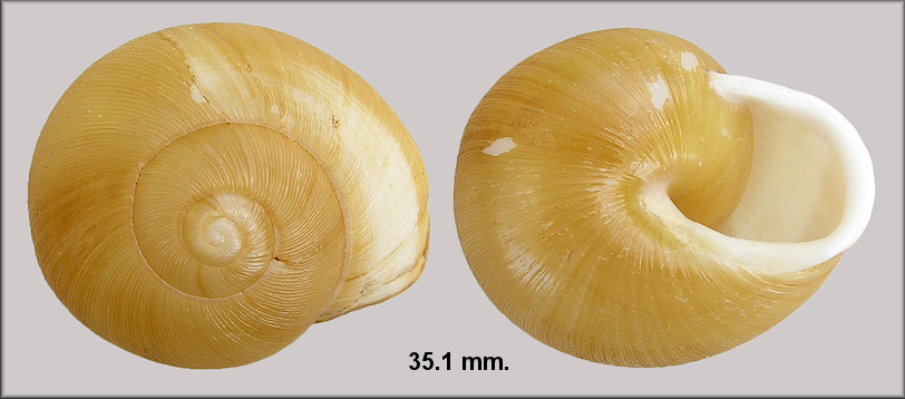 Zachrysia auricoma (Férussac, 1821) Golden Zachrysia