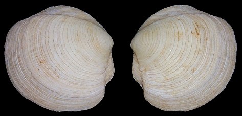 Phacoides pectinatus (Gmelin, 1791) Thick Lucine