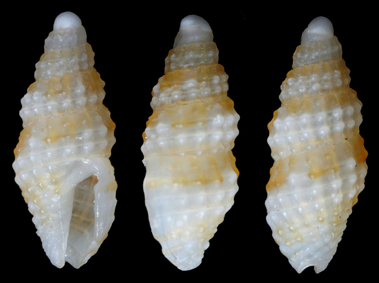 Steironepion pygmaeum (C. B. Adams, 1850)