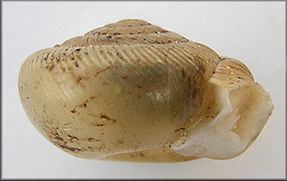 Daedalochila postelliana (Bland, 1859) syntype