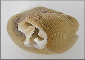 Daedalochila postelliana (Bland, 1859) syntype