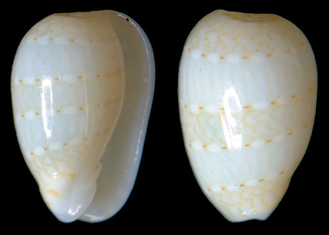 Persicula pulcherrima (Gaskoin, 1849)