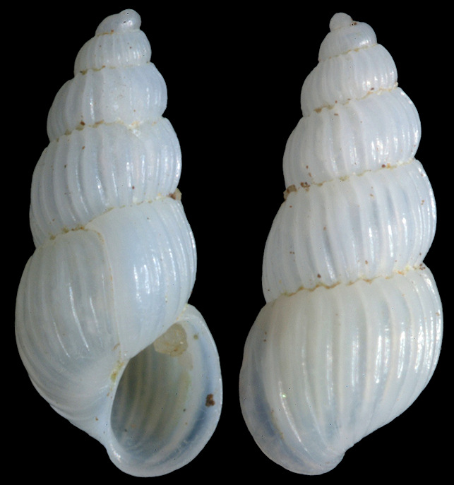 Trabecula laxa (Dall and Bartsch, 1909) Lax Turbonille