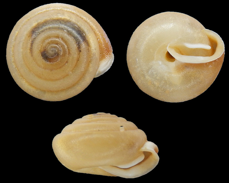 Euchemotrema leai (A. Binney, 1841) Lowland Pillsnail