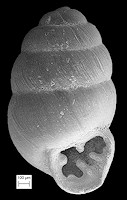 Vertigo pygmaea (Draparnaud, 1801) Crested Vertigo