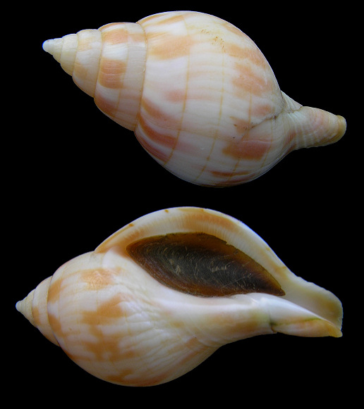 Cinctura hunteria (G. Perry, 1811) Eastern Banded Tulip Orange Form