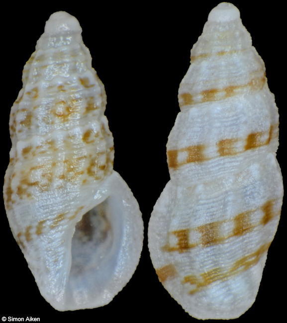 Anacithara cf. themeropsis (Melvill and Standen, 1896)