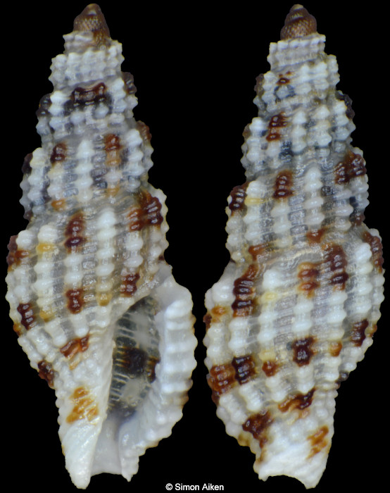 Kermia sp. nov. cf. K. tessellata (Hinds, 1843)