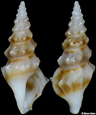 Clavus angulatus Stahlschmidt, Poppe and Tagaro, 2018