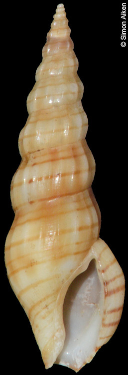 Horaiclavus madurensis (Schepman, 1913)